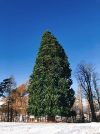 Trees on field against clear sky during winter