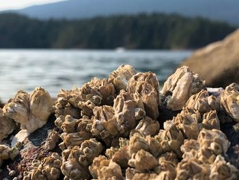 Close-up of rocks in sea