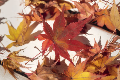 Close-up of maple leaves