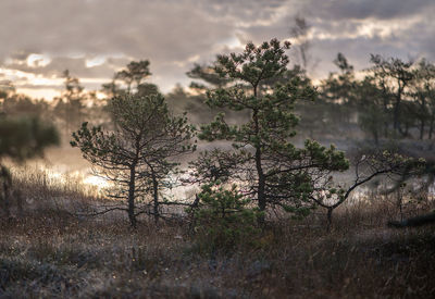 Trees on landscape against sky