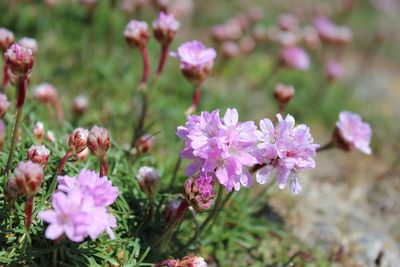 Close-up of pink flowers blooming outdoors
