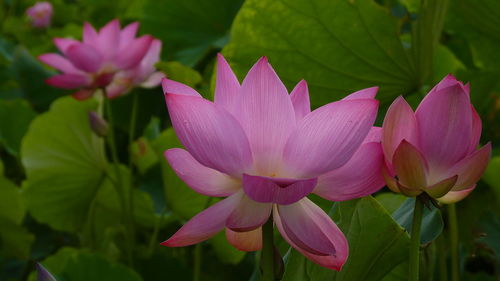 Close-up of pink lotus