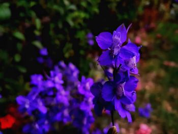 Close-up of purple flowers blooming outdoors