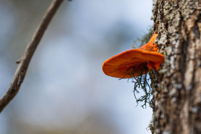 Close-up of orange flower on tree trunk