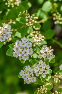 Close-up of white flowers blooming on tree