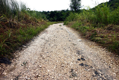 Dirt road amidst plants and land