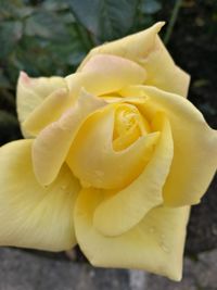 Close-up of yellow flower blooming outdoors