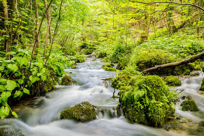 Stream flowing in forest