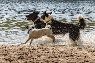 View of dogs running on beach