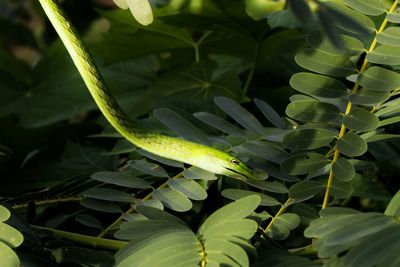 Close-up of green leaves