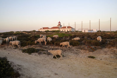 Sheep grazing in a field against sky