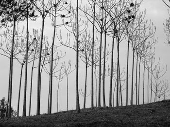 Bare trees on field against sky