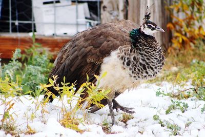 Close-up of bird perching outdoors