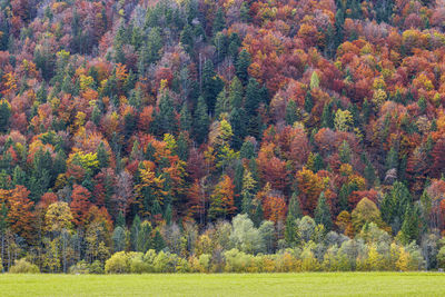 Trees in forest during autumn