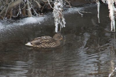 Duck swimming in lake