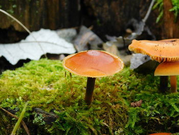 Close-up of mushrooms growing in forest