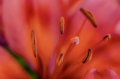 Close-up of red flowering plant
