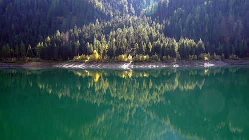 Panoramic view of pine trees in lake