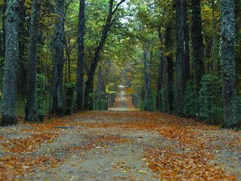 Road amidst trees in forest during autumn