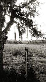 Trees on field against sky