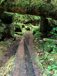 Trees in forest