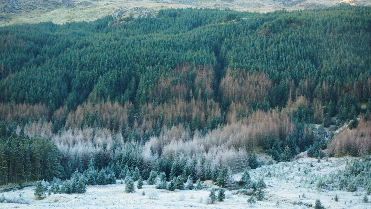 SCENIC VIEW OF PINE TREES IN FOREST