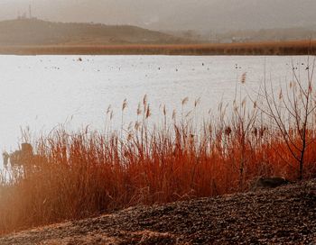 Scenic view of lake against sky during winter