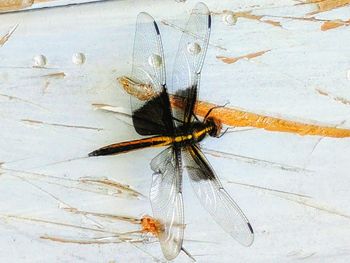 Close-up of insect
