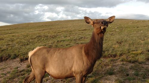 Portrait of horse standing on field against sky