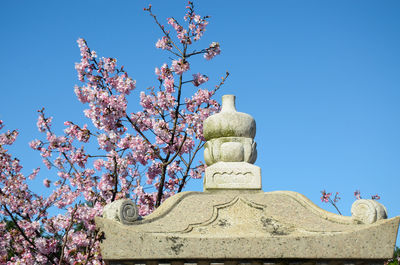 Low angle view of cherry blossoms against blue sky