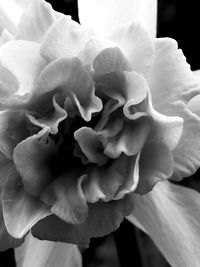 Close-up of rose blooming outdoors