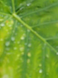 Close-up of wet green leaves