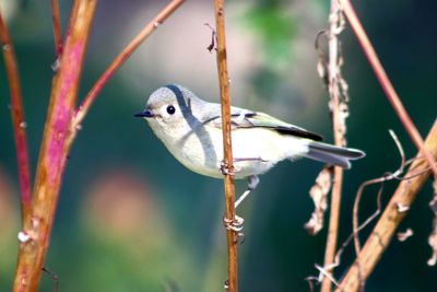 Close-up of bird perching on branch