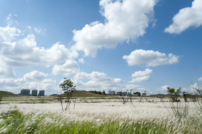 Scenic view of rural landscape against sky