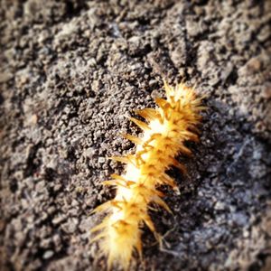 Close-up of caterpillar