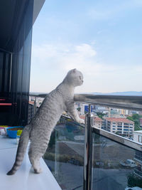 View of a cat looking through window