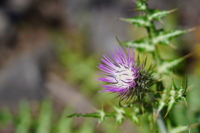 Close-up of purple flowering plant