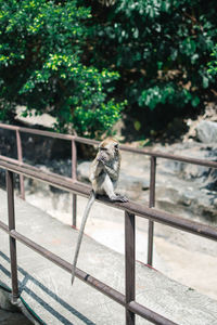 Monkey looking through metal railing