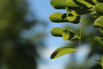 Low angle view of leaves on sunny day