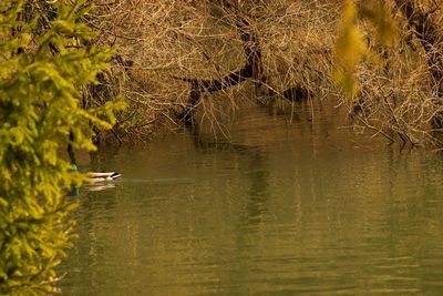 Bird flying over lake