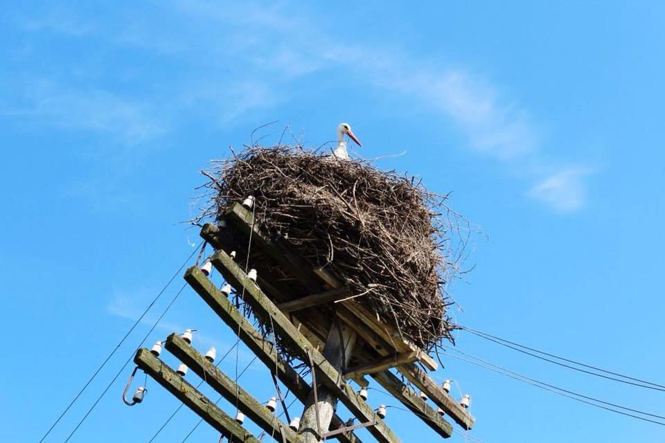 low angle view, bird, animal themes, blue, animals in the wild, perching, wildlife, one animal, sky, day, cable, outdoors, clear sky, pole, nature, power line, no people, connection, full length, street light