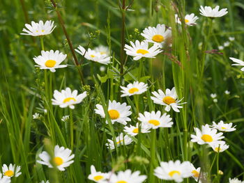 Close-up of white daisy flowers