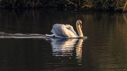 Birds in lake