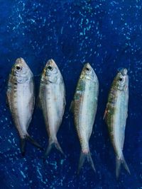 High angle view of fish in sea