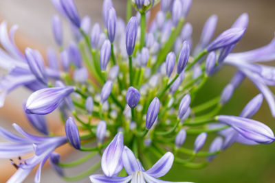 Close-up of purple crocus flowers