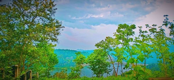 Low angle view of trees against sky