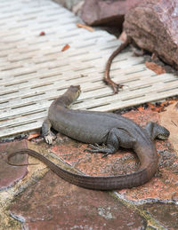 High angle view of lizard on rock