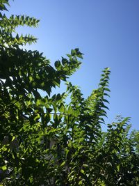 Low angle view of trees against blue sky