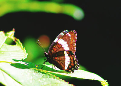 Butterfly on leaf