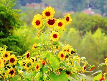 Close-up of yellow flowering plant